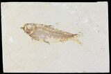 Fossil Fish (Knightia) - Wyoming #109982-1